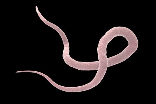 How to Deal with Roundworm Infection in Children?