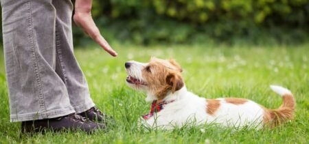 The Ultimate Guide to Online Dog Training Courses
