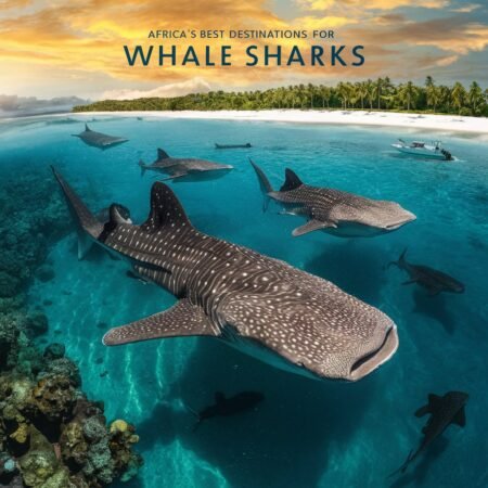 Africa’s Best Destinations for Swimming With Whale Sharks