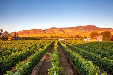 Wineries for Sale: What to Look for in a Profitable Investment